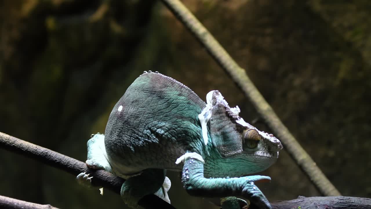 목회자 카멜레온이 나가지 위를 고 천천히 움직이고 있습니다.