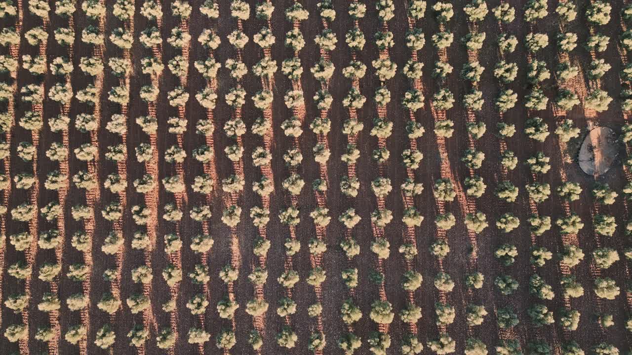 vista aérea de los olivos