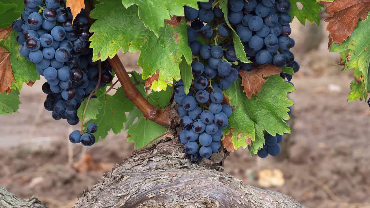 Spain's best for growing black grapes in a vineyard