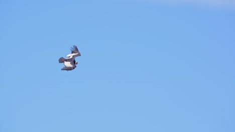 Cóndor-Andino-En-Vuelo-Mientras-Desciende-A-Gran-Velocidad