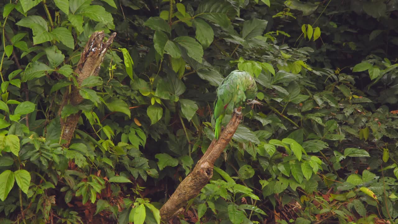 Single Mealy Parrot in all its green plumage perched on a wooden stump preening with a jungle background at chuncho clay lick