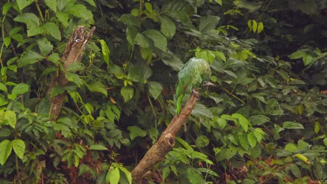 single mealy parrot in all its green plumage perched on a wooden stump preening with a jungle background at chuncho clay lick