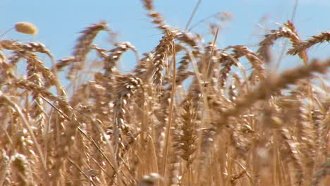 close up of wheat fields