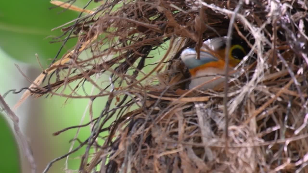 The Silver-breasted Broadbill is a famous bird in Thailand, both local and international