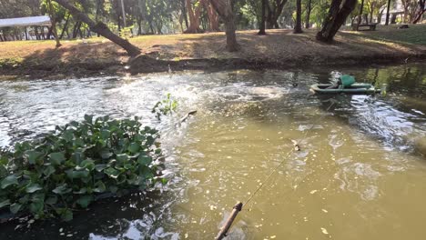 lizard glides through water among greenery