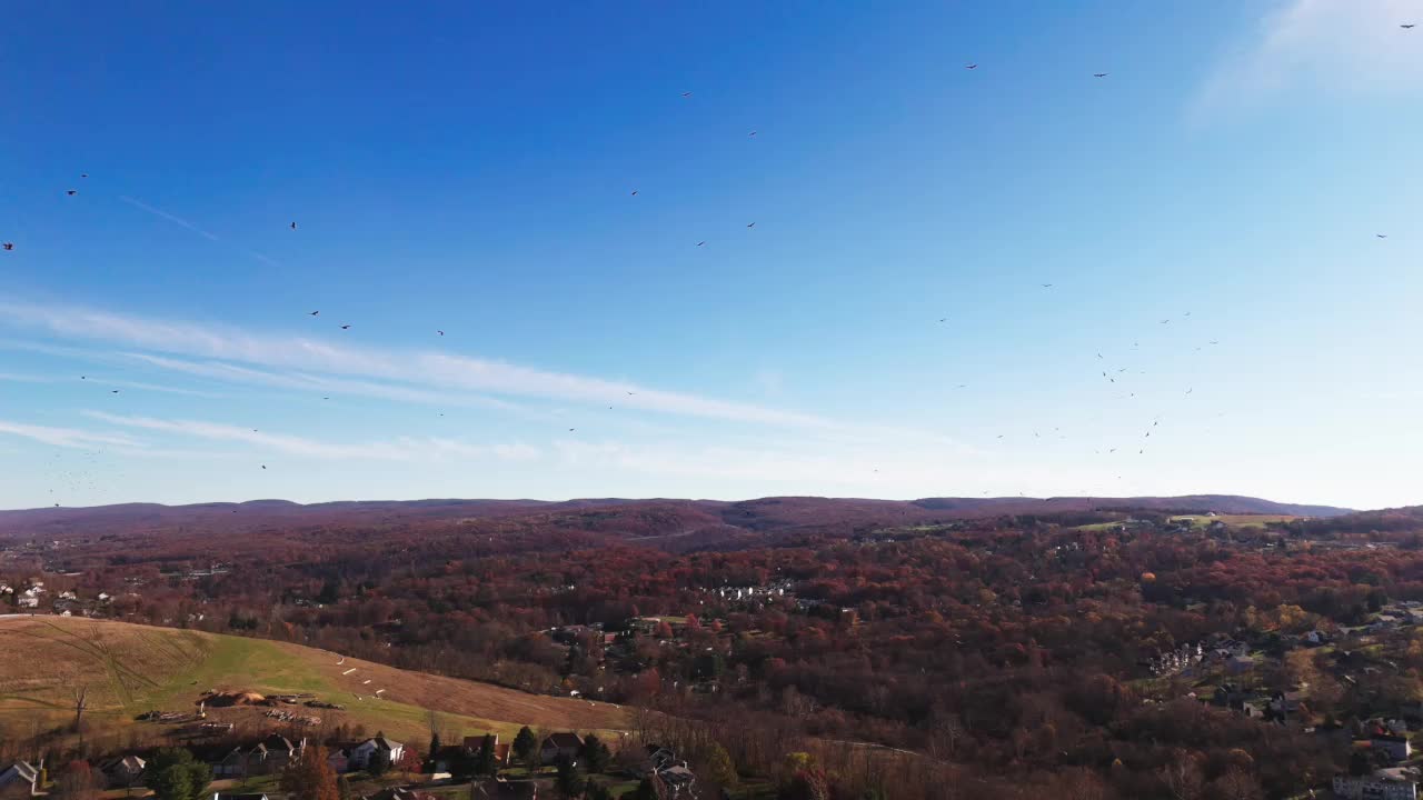 Aerial slow motion dolly of turkey vultures soaring and swarming, creating a dramatic scene against a blue sky