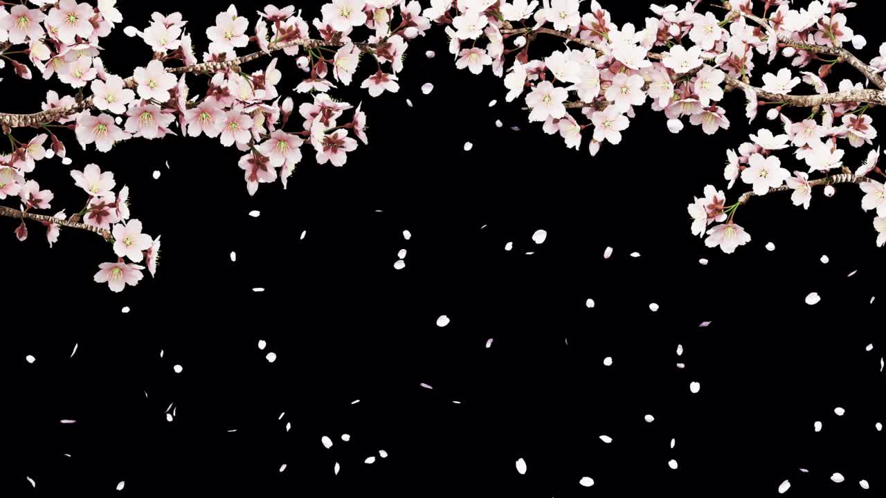 꽃이 피는 체리 나무 가지가 바람에 흔들리는 애니메이션, 폭풍, 검은 바탕