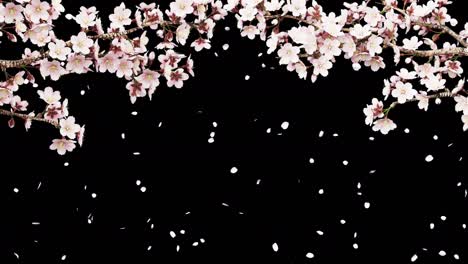 animation of cherry tree branches in full bloom swaying in the wind, flurries, black background