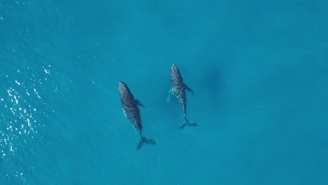 two whales swim in unison as they break the blue ocean surface with a spray of saltwater from their blowholes