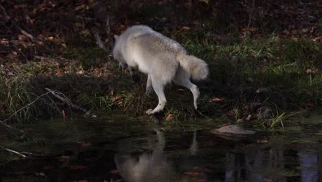 Lobo-ártico-Caminando-De-Roca-Sobre-Pantano-En-Bosque-Slomo