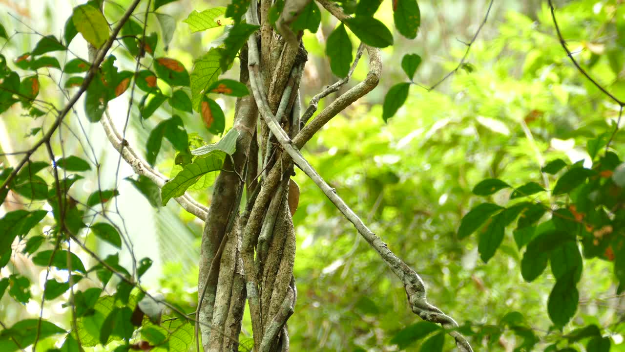 un pequeño pájaro moviéndose a través de las vides en la reserva de la selva tropical de gamboa, panamá, tiro medio estático