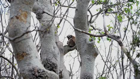 lémures de cola anillada en las copas de los árboles de madagascar