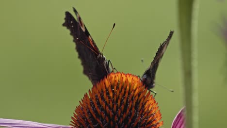 mały szylkretowy motyl popijający nektar z jeżówki fioletowej - makro-2