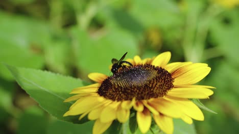 Bee-gathers-nectar-from-beautiful-sunflower-in-summer