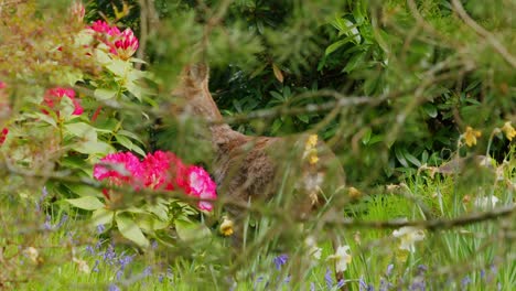 Roe-deer-in-forest-amongst-pink-flowers