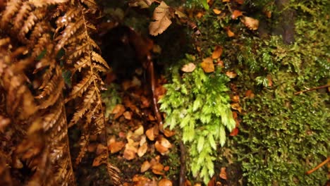 close-up of plants in melbourne rainforest