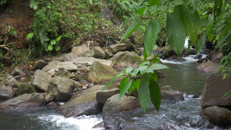 pequeño arroyo en una jungla