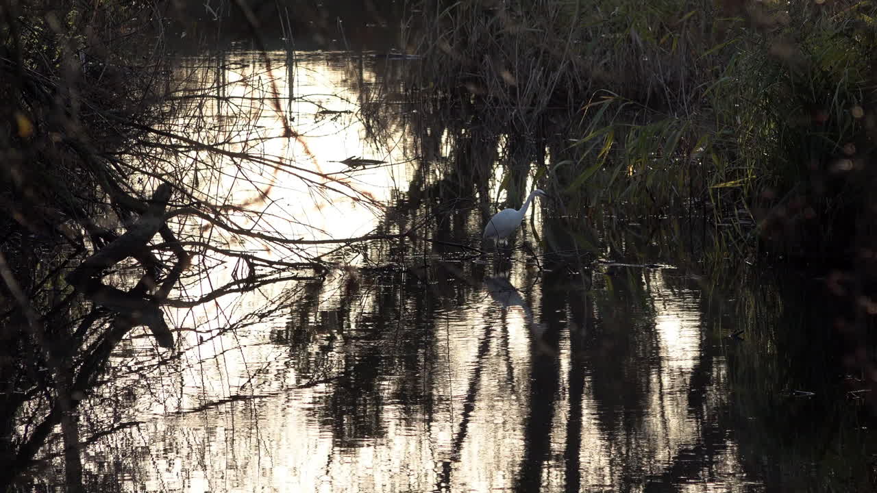 작은 백로 작은 백로가 추운 겨울 일몰 동안 지나가는 음식을 지켜보는 작은 개울에 서 있다