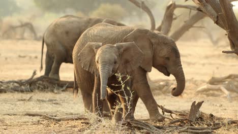 elephant calf shaking its head and lifting its trunk in south africa