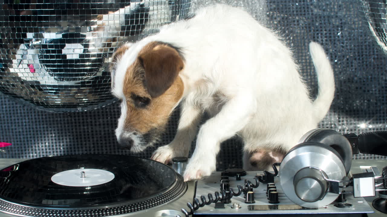 Hunde-DJ 4K 11