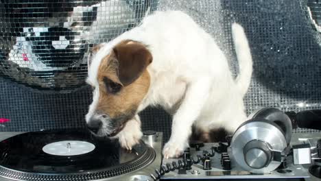 Hund-Dj-4k-11