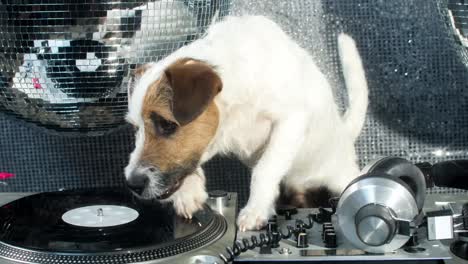 개 dj 4k 11