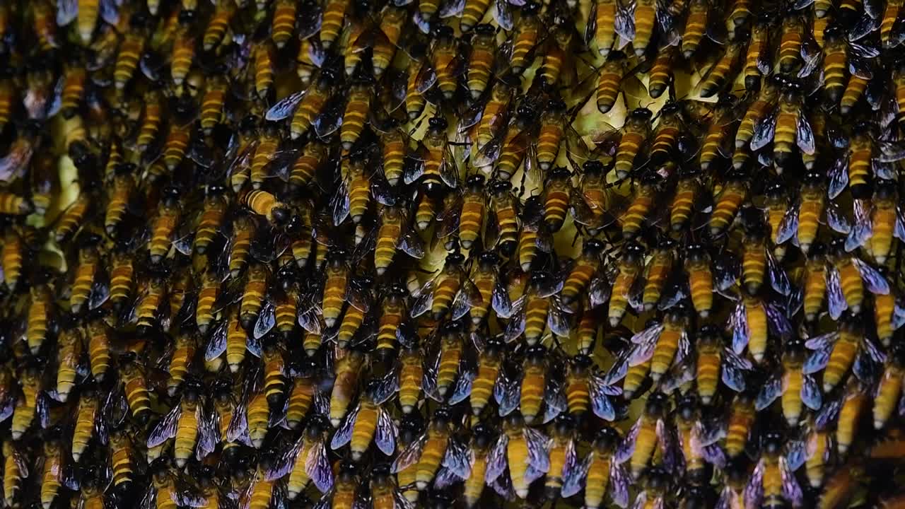 se sabe que las abejas melíferas gigantes construyen grandes colonias de nidos con bolsillos simétricos hechos de cera para almacenar miel como fuente de alimento.