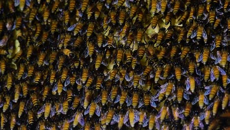 Se-Sabe-Que-Las-Abejas-Melíferas-Gigantes-Construyen-Grandes-Colonias-De-Nidos-Con-Bolsillos-Simétricos-Hechos-De-Cera-Para-Almacenar-Miel-Como-Fuente-De-Alimento.