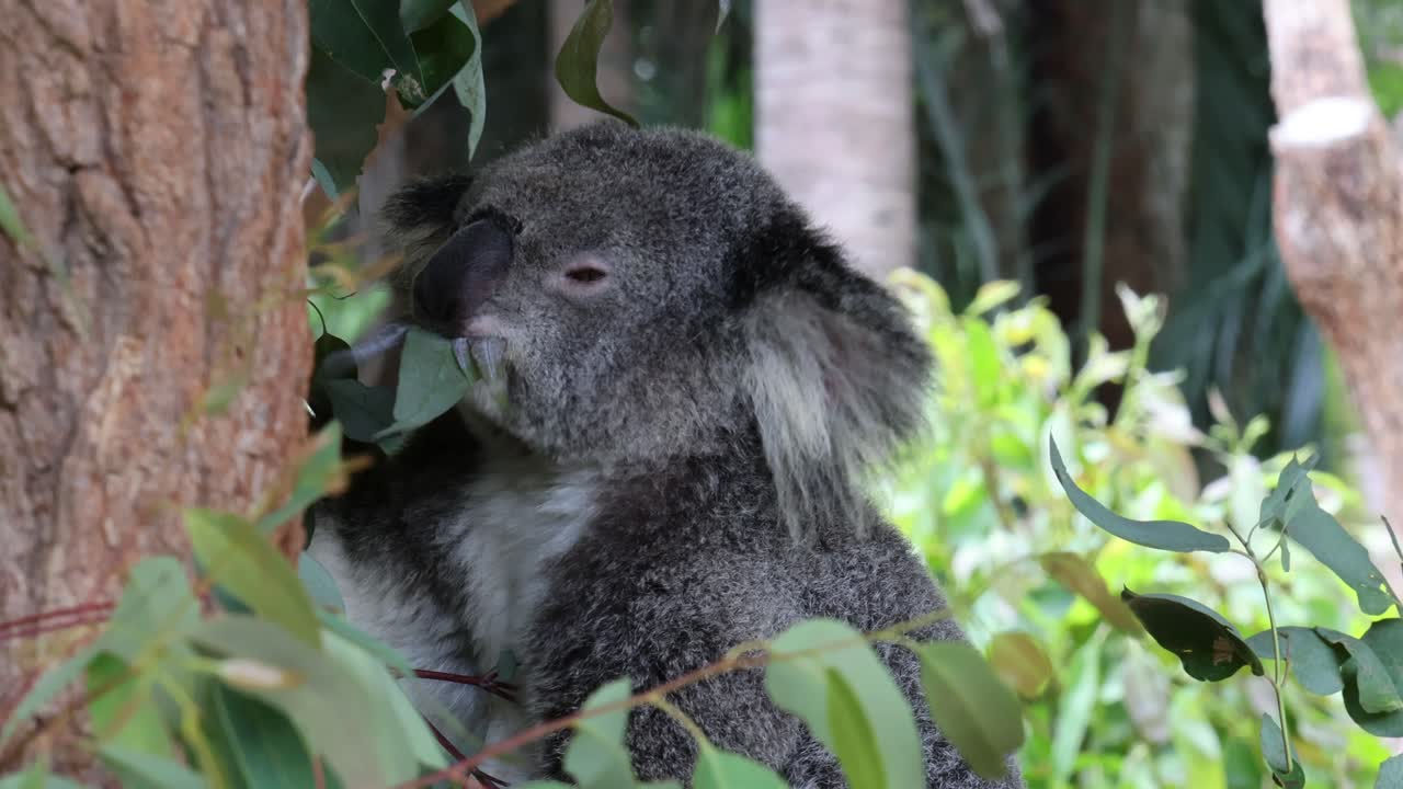 koala masticando hojas de eucalipto en su hábitat natural