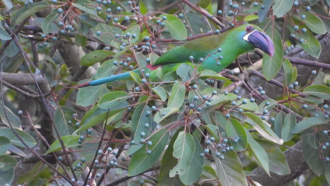 Crimson-rumped Toucanet (Aulacorhynchus haematopygus) forages among small blue berries in dense cloud forest vegetation. Vibrant green plumage and curved orange-yellow beak.