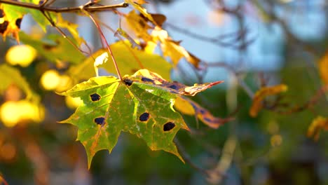 yellow maple tree leaf with black spots of disease on sunny day, close up