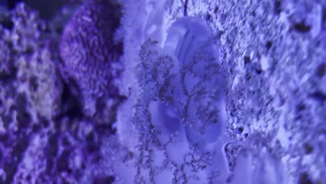 medusas descansando sobre coral dentro del tanque del acuario con luz púrpura
