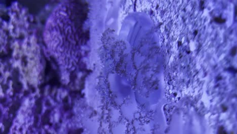 jellyfish resting on coral inside aquarium tank with purple light