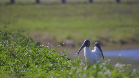 wood storks standing in vegetated field next to lake