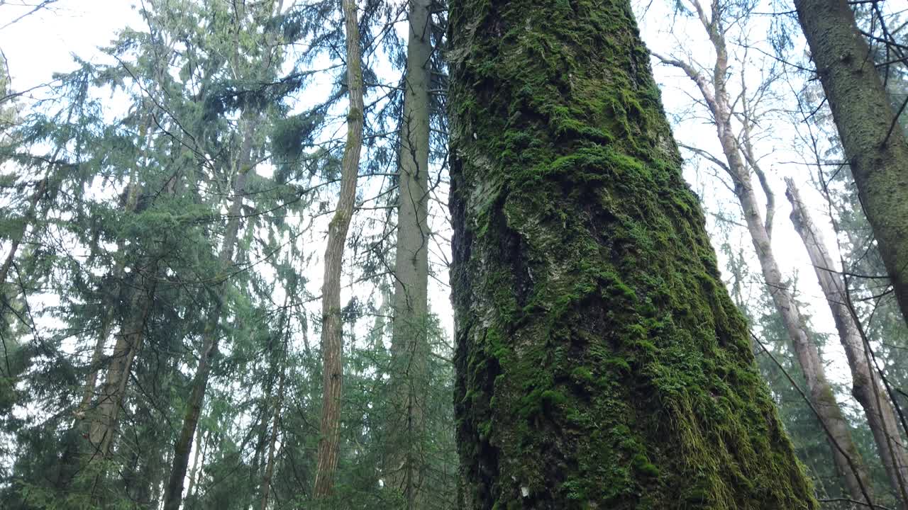 hermoso bosque místico con musgo verde y hermosos rayos de sol con vapor brumoso y lluvia.