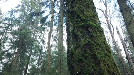 beautiful mystic forest with green moss and lovely sun rays with misty steam and rain.