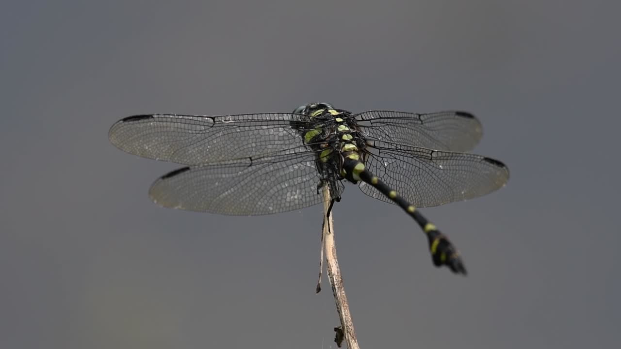 The Common Flangetail dragonfly is commonly seen in Thailand and Asia; the size can be medium and large with yellow and black as pattern. Its wings are clear accented with black lined veins