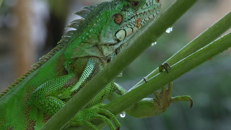 iguana perched on a papaya branch in the rain