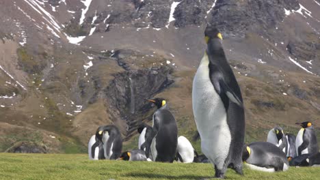 Pingüino-Rey-Sacudiendo-La-Cabeza-Y-El-Cuello,-Animales-En-Su-Hábitat-Natural,-Isla-De-Georgia-Del-Sur