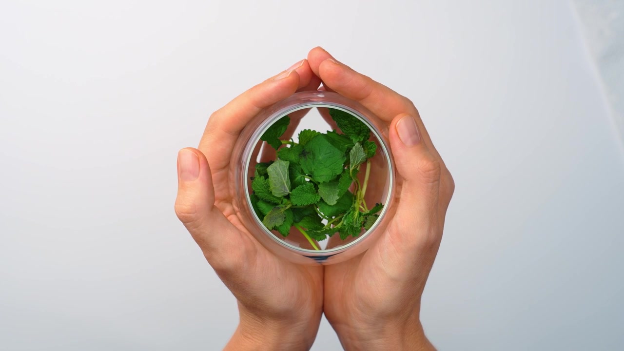 Hands framing glass cup with fresh green melissa leaves. Overhead perspective of female palms cupping transparent mug filled with herbal plant on white table.