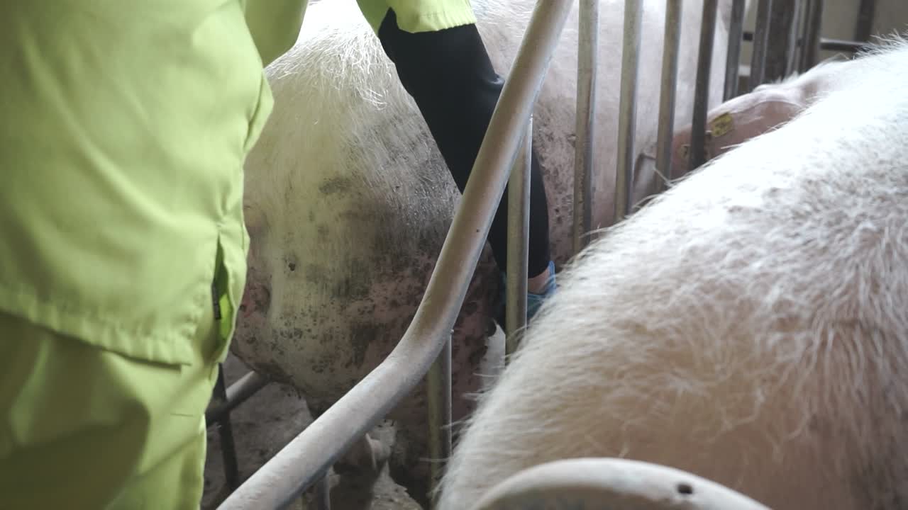 Unrecognizable veterinarian standing near farrowing sow