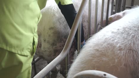 unrecognizable veterinarian standing near farrowing sow