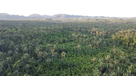 Flying-over-vast-Plain-of-Coconut-Palm-trees-dense-Forest-on-Siargao-Island,-Philippines