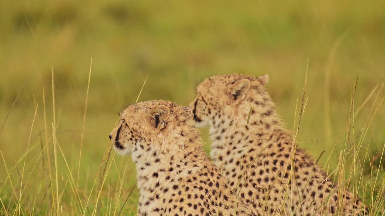 disparo en cámara lenta de dos guepardos mirando hacia fuera sobre las praderas de hierba alta en lluvia torrencial, temporada de lluvias en la reserva nacional de maasai mara, kenia, áfrica animales de safari en la reserva de masai mara norte