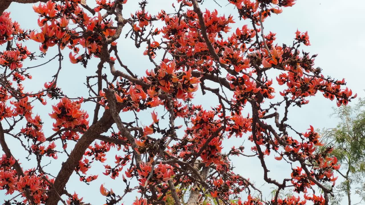 Bird eating Nector or bugs from the flowers of the palash tree