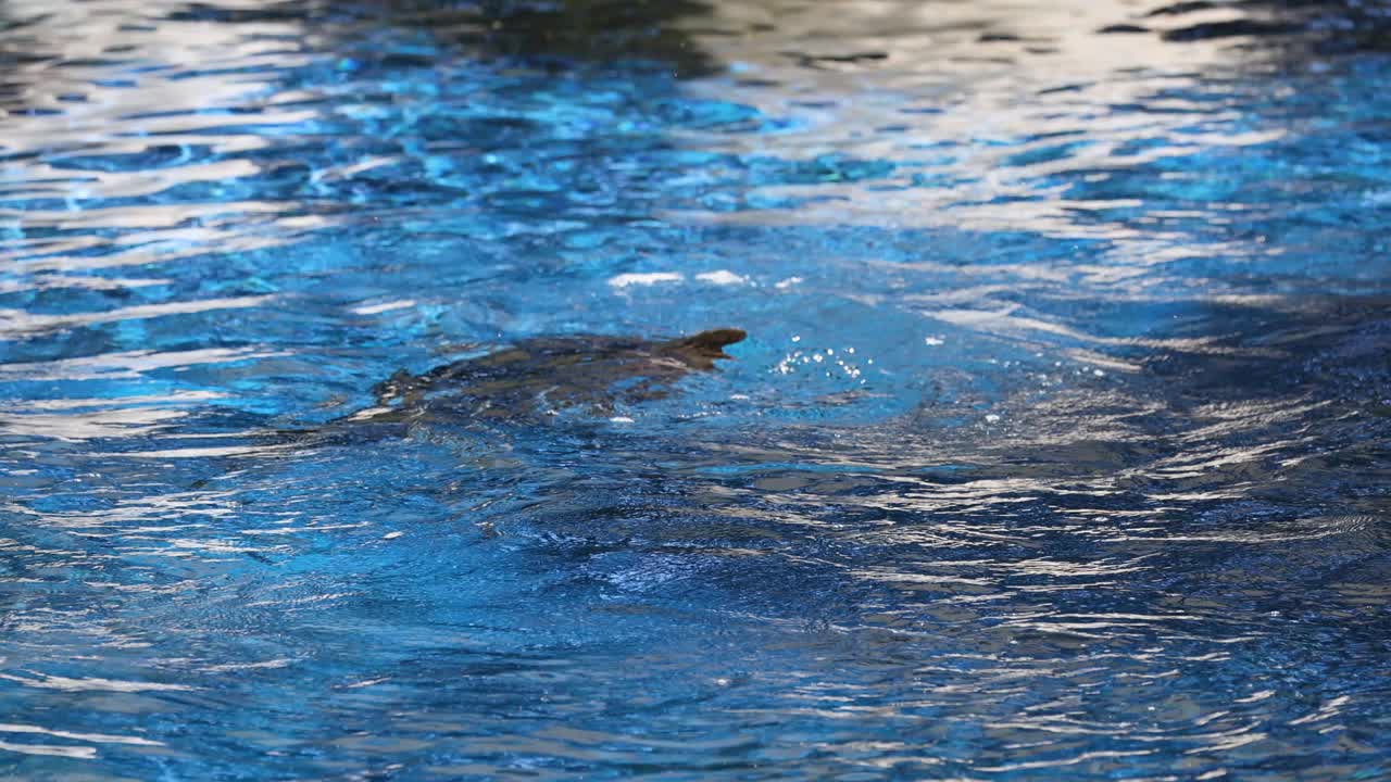 동물원 의 수영장 에서 수영 하고 수면 에 올라가는 해파리