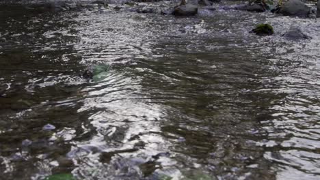 Cullen-Gardens-Central-Park-Close-Up-of-River-Flowing-with-Low-Angle-in-Whitby,-Canada