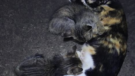 mother cat nursing her kittens