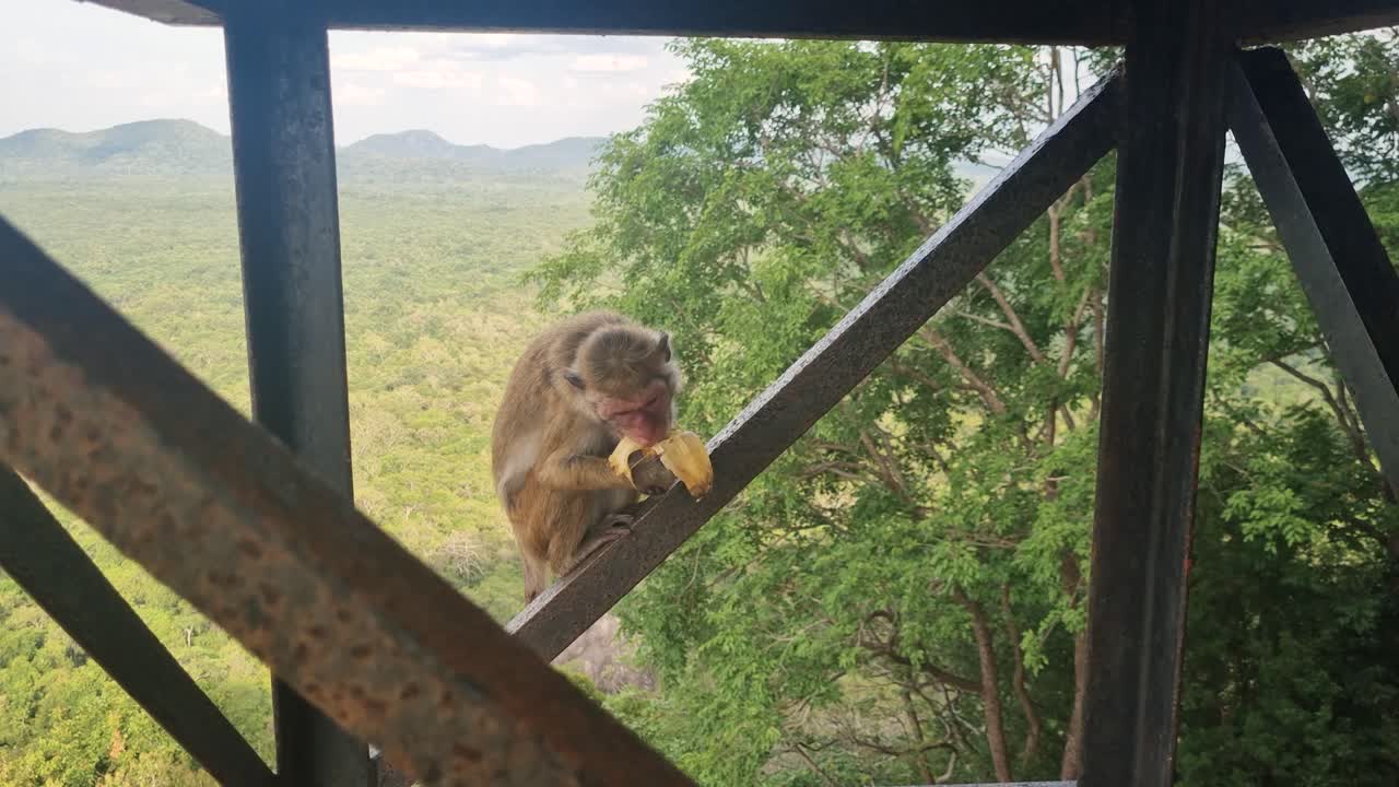 A Ceylon toque macaque (Macaca sinica) sits on a railing at Sigiriya Rock Fortress, Sri Lanka, calmly eating a banana