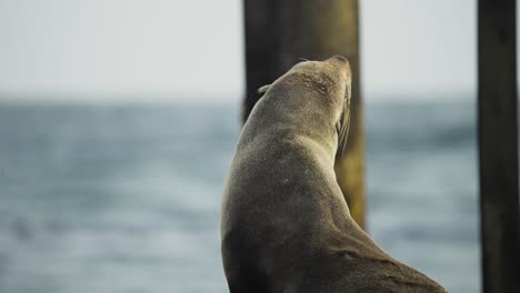 Retrato-De-Foca-Perezosa,-Sentada-Y-Relajada-En-La-Orilla-Del-Mar